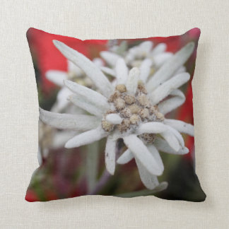 Coussin Lovely Edelweiss Leontopodium nivale