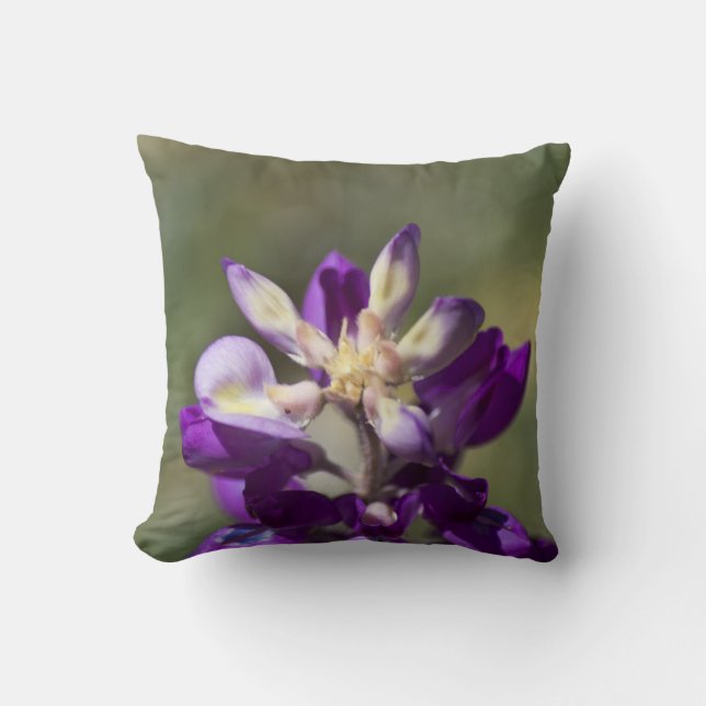 Coussin Lupine (Recto)