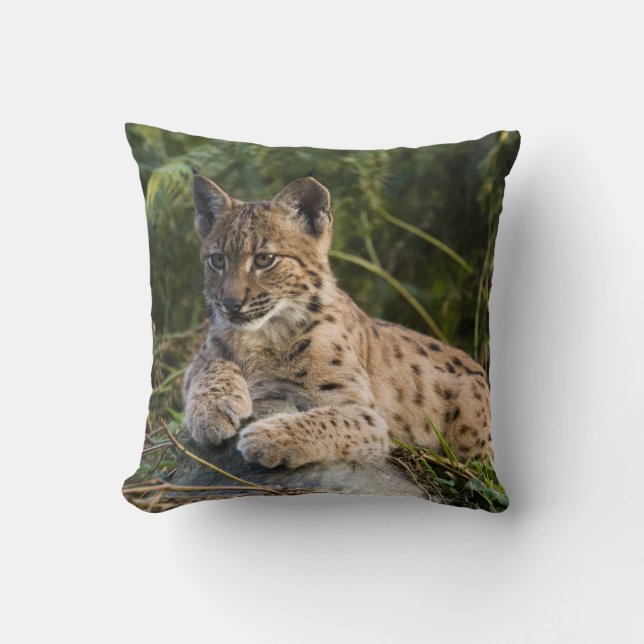 coussin - lynx (Recto)
