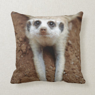 Coussin Meerkat (Suricata Suricatta) Refroidissement