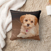 Coussin Mélange de caniche de bébé ou chiot maltais de (Couverture)