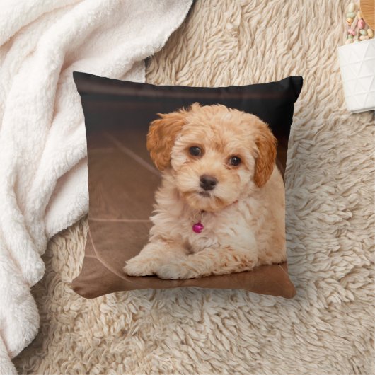 Coussin Mélange de caniche de bébé ou chiot maltais de (Couverture)