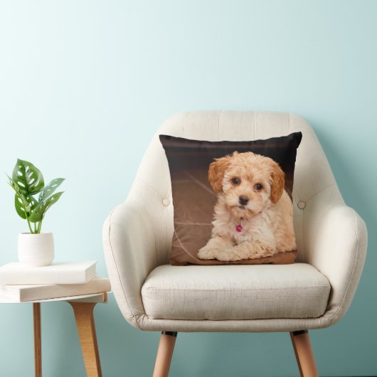 Coussin Mélange de caniche de bébé ou chiot maltais de (Chaise)