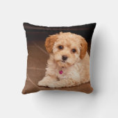 Coussin Mélange de caniche de bébé ou chiot maltais de (Verso)