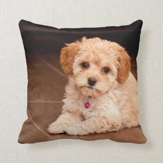 Coussin Mélange de caniche de bébé ou chiot maltais de
