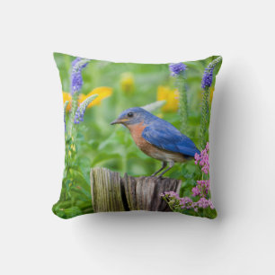 Coussin Merlebleu mâle sur poteau de clôture dans un jardi