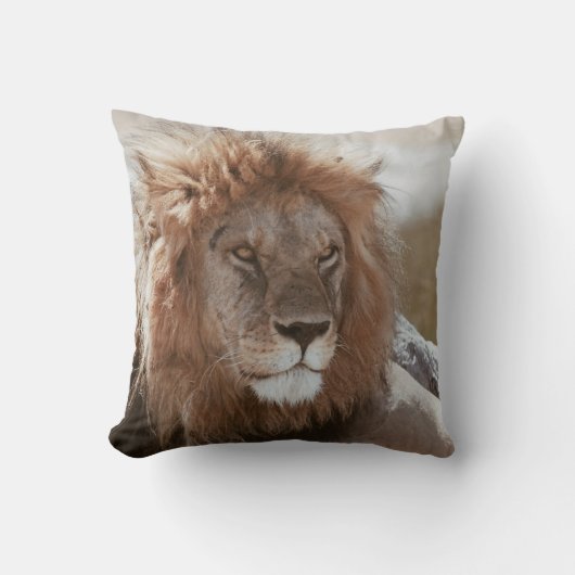 COUSSIN MONSIEUR LION (Recto)
