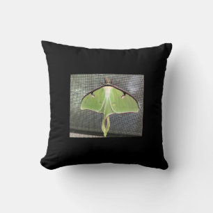 Coussin Moth lunaire