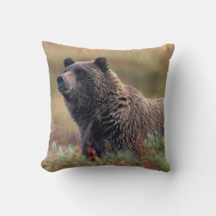 Coussin NA, États-Unis, Alaska, Parc national Denali, Ours