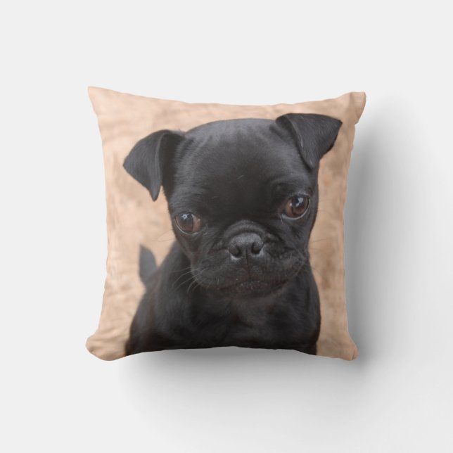 Coussin noir de chiot de carlin (Recto)