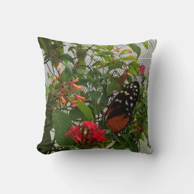COUSSIN ORANGE BUTTERFLY (Recto)