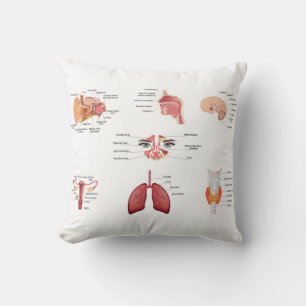 Coussin Organes humains internes