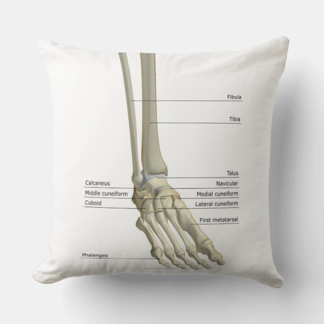 Coussin Os du pied 6 (Recto)