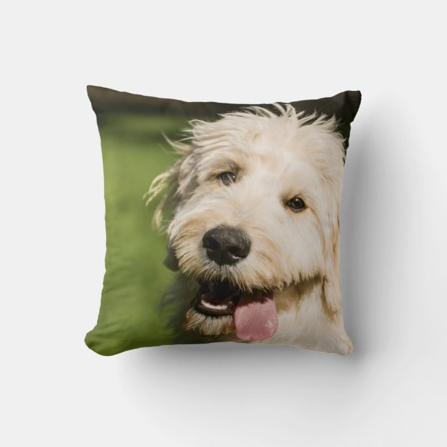 Coussin Panneaux de coquelicot de Goldendoodle (Recto)