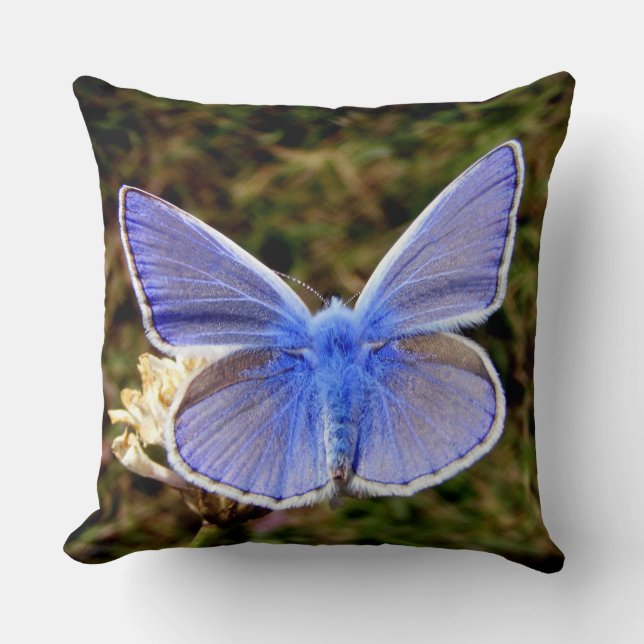 Coussin Papillon bleu nain (Recto)