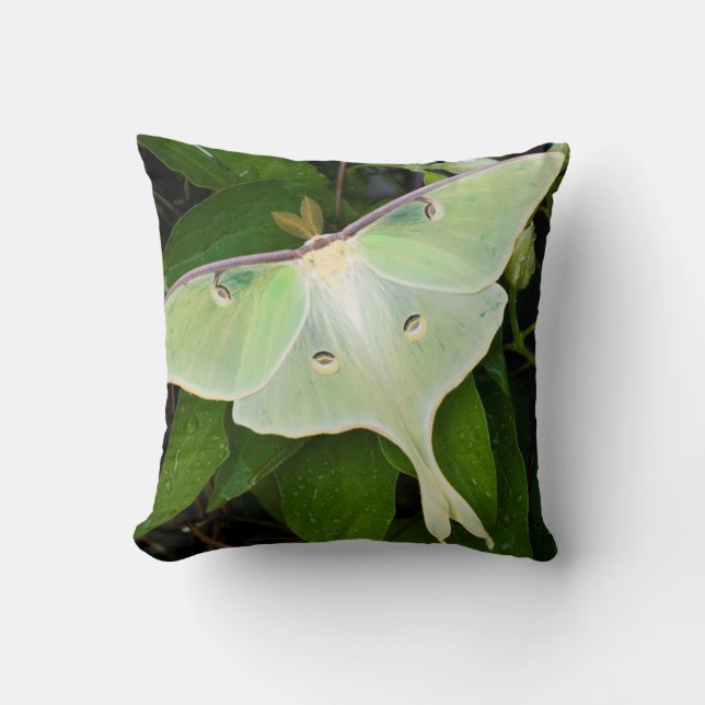 Coussin Papillon luna sur clématite de Carnaby (Recto)