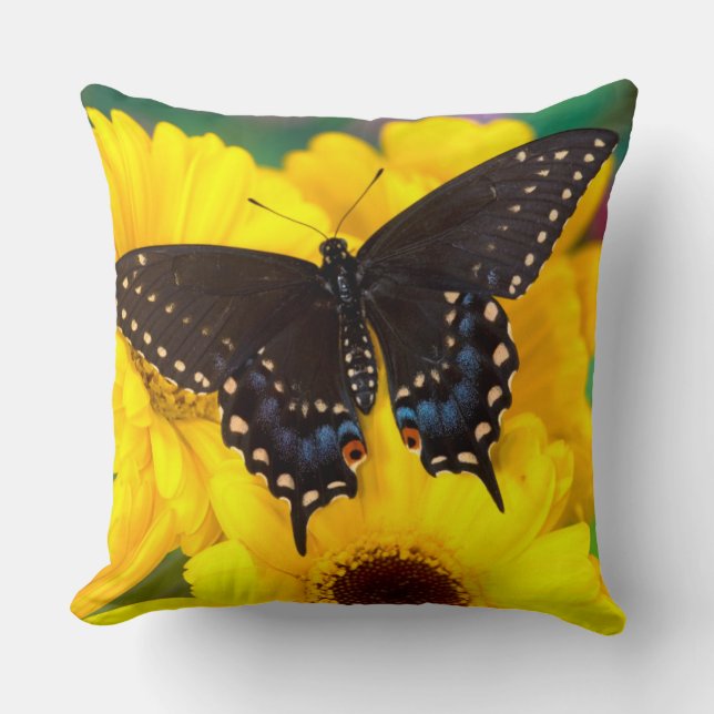 Coussin Papillon Papilio polyxenes (Recto)