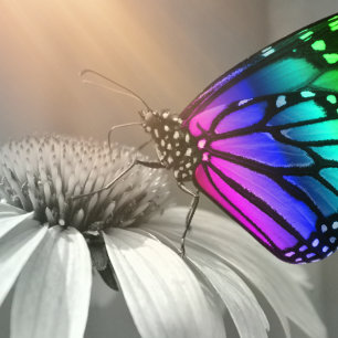 Coussin Papillon, Papillon et Fleur, Papillon couleur