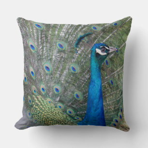 Coussin Peacock Photographie