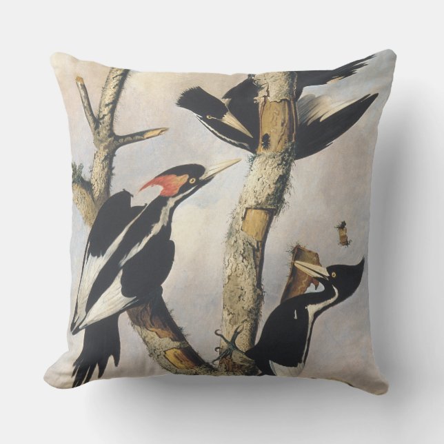 Coussin Peinture Audubon de Pic à bec ivoire (Recto)