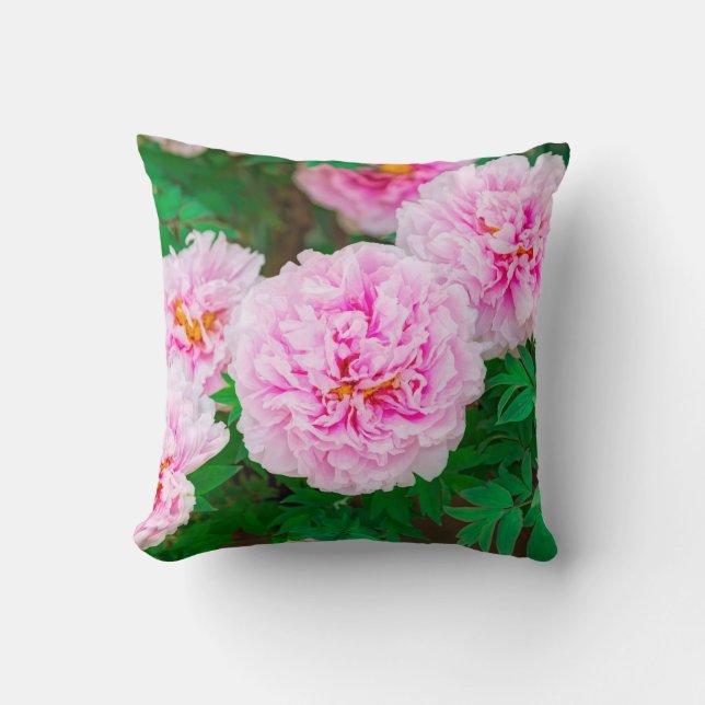 Coussin peony in Japanese garden (Recto)