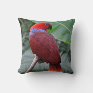 Coussin Perroquet rouge éclectique