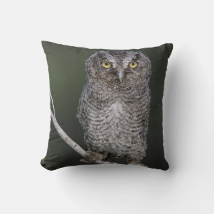 Coussin Petit-duc maculé, Megascops asio, Otus 2