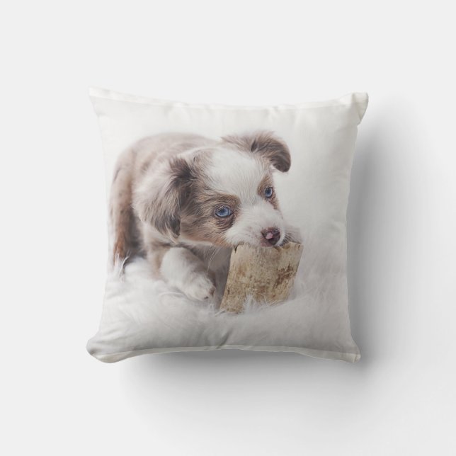 Coussin petit merle rouge aussie (Recto)