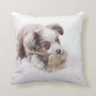 Coussin petit merle rouge aussie