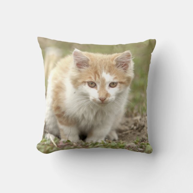 Coussin Photo cat, animaux . jeter l'oreiller (Recto)