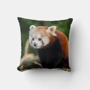 Coussin Photo de Panda roux sauvage mignon