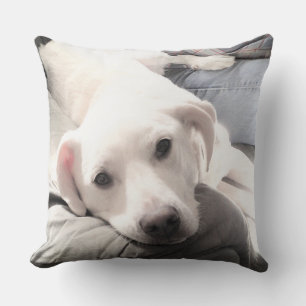 Coussin Photo d'un chien blanc paresseux mignon passant du
