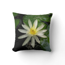 Photo White Water Lily