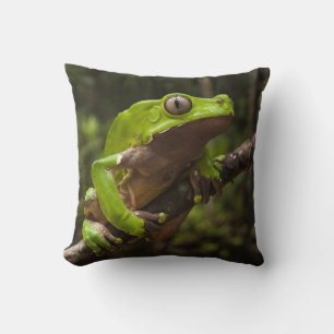 Coussin Phyllomeduse bicolore (Phyllomedusa bicolor)