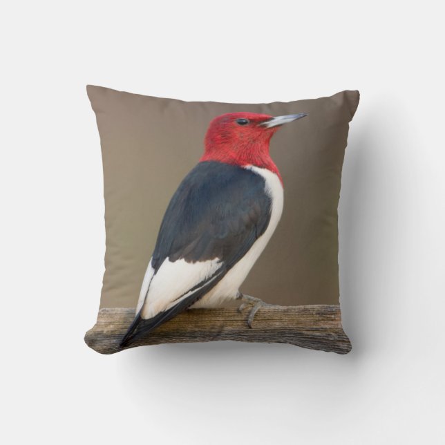 Coussin Pic à tête rouge sur une clôture (Recto)