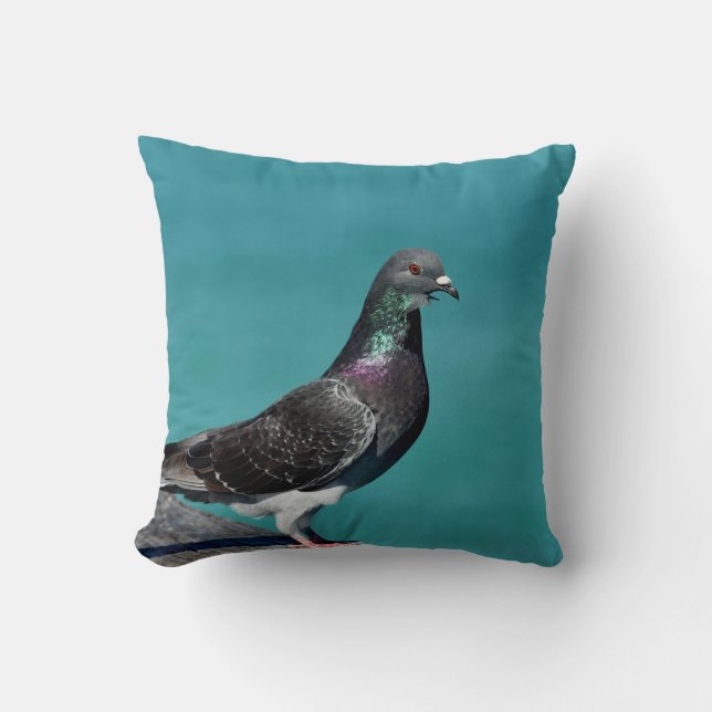 Coussin Pigeon biset (Recto)