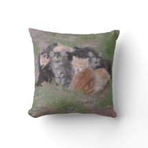 Pile des chatons