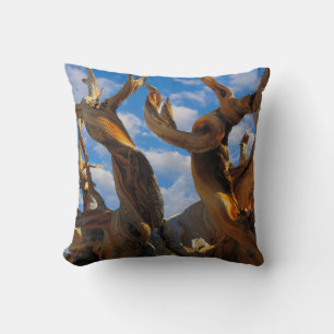 Coussin Pin Bristlecone