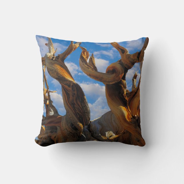 Coussin Pin Bristlecone (Recto)