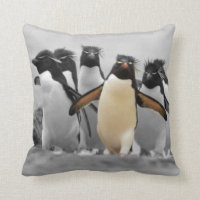 Pingouins de Rockhopper
