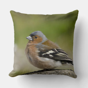 Coussin Pinson des arbres mâle (SAUVAGE: Fringilla coelebs