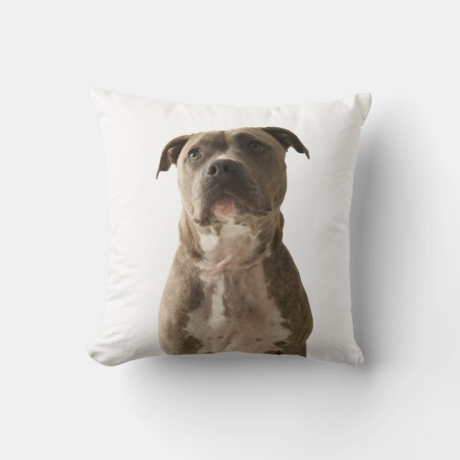 Coussin Pit Bull Dog (Recto)