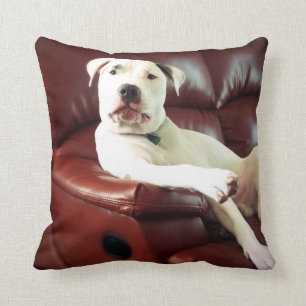 Coussin pitbull blanc drôle sur le canapé