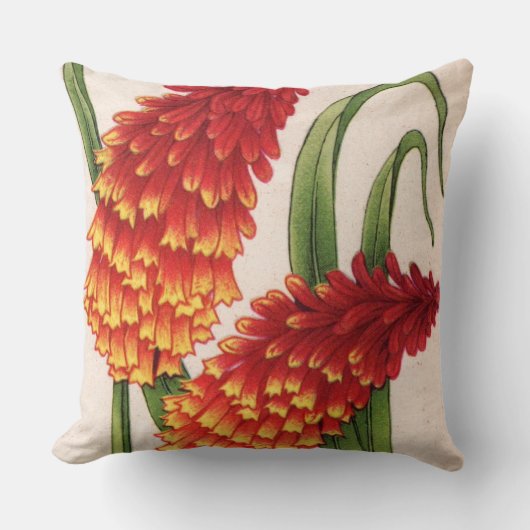 Coussin poignards de hotentot alias kniphofia (Recto)