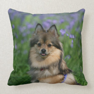 Coussin Pomeranian dans l'herbe