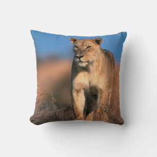 Coussin Portrait de lionne (Panthera Leo)