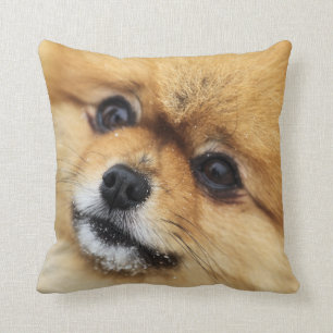 Coussin Portrait de Pomeranian