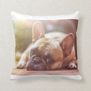 Coussin pose de bouledogue français