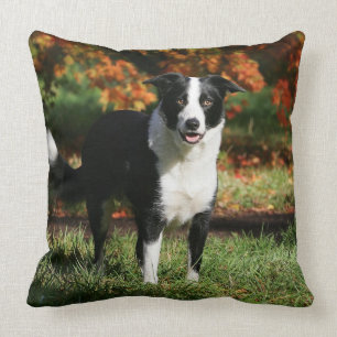 Coussin Position d'automne de border collie