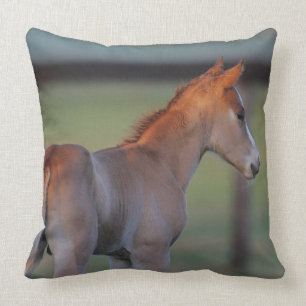 Coussin Poulain quart de cheval